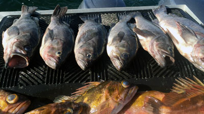 fly-fishing-spring-steelhead